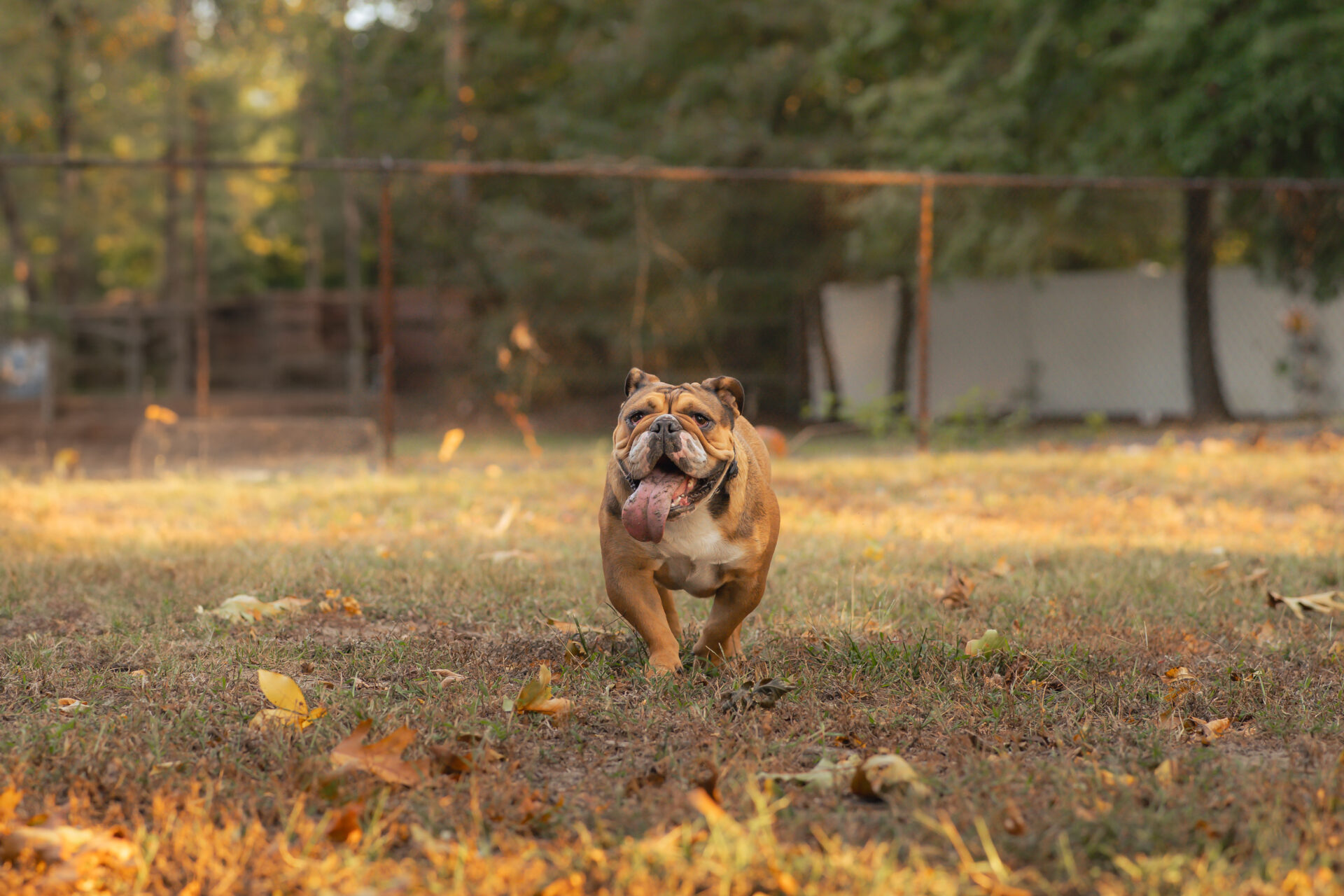 Dog Running