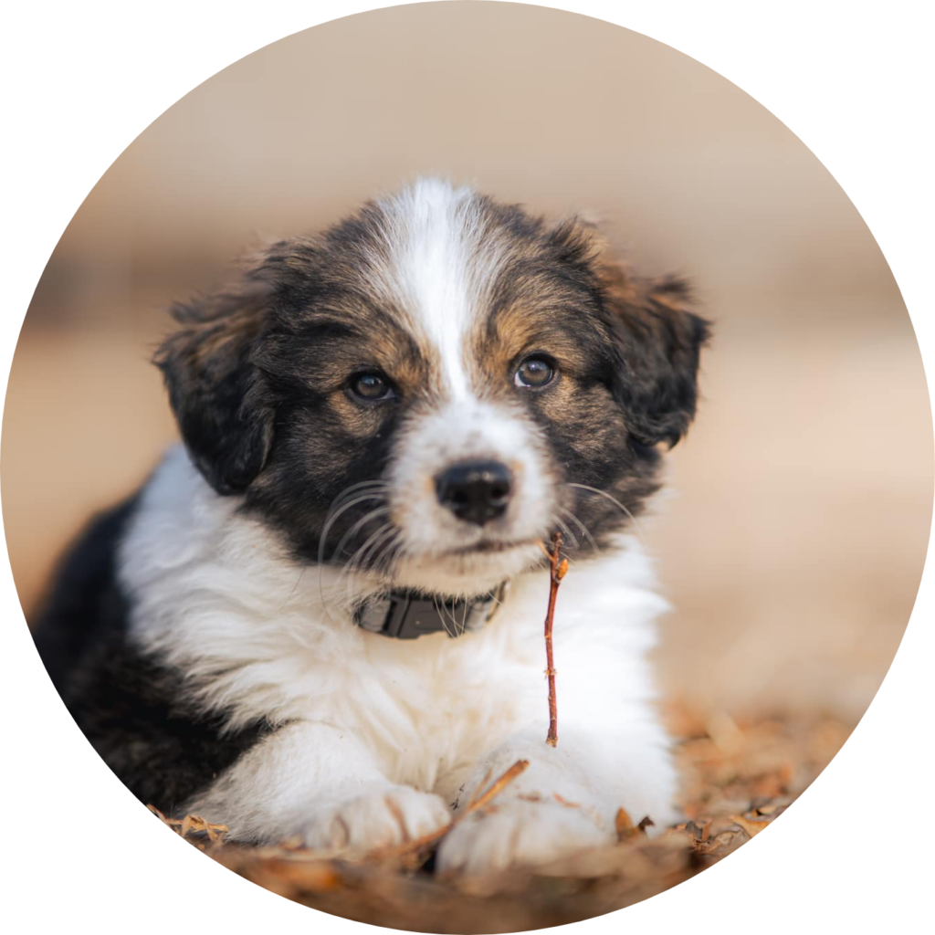Puppy