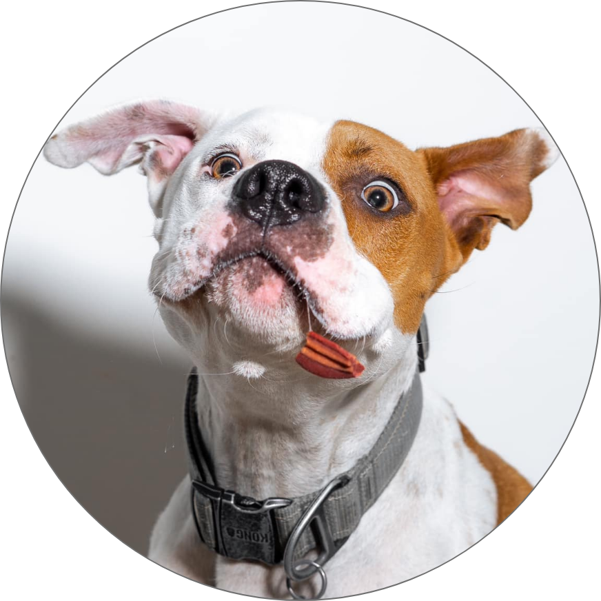dog